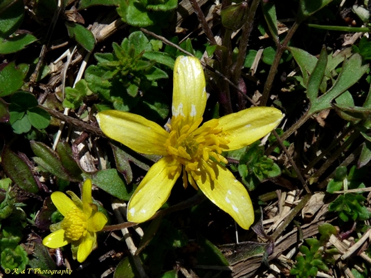 {Ranunculus fascicularis}